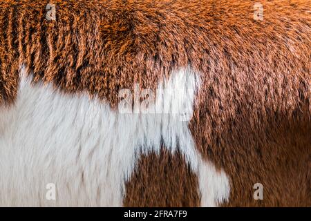 Braue und weiße Fellstruktur Stockfoto