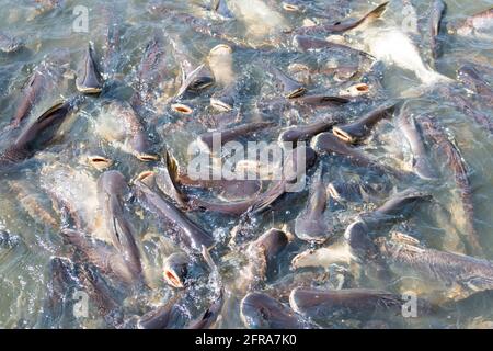 Pangasius Fische versuchen, das Essen zu essen Stockfoto