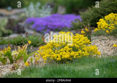 Aurinia saxatilis. Goldener Korb Stockfoto