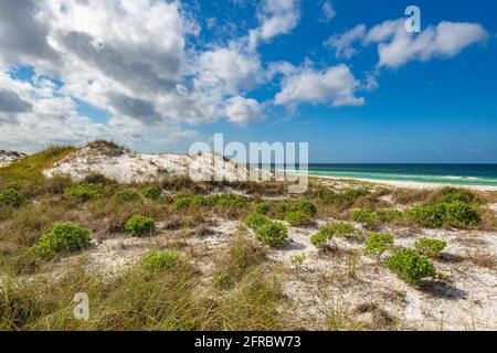 Der Golf von Mexiko im St. Andrews State Park. Sanddünen, Hafer Stockfoto