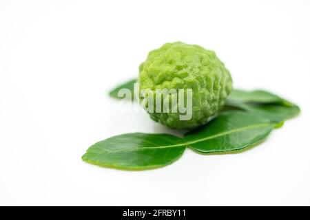 Schöne frische Bergamotte Frucht oder Kaffir Limette auf weißem Hintergrund, schöne einzelne Bergamotte Frucht und seine Blätter für die Produktpräsentation Display. Se Stockfoto