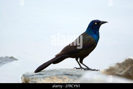 Männchen gemeiner Grackle oder Quiscalus quiscula, der auf einem Felsen steht Am Ufer des Sees an bewölktem Tag Stockfoto