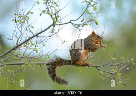 Hungriger, trächtiges Fuchshörnchen mit Zitzen, die neue Frühlingsblätter fressen Auf Baumzweig Stockfoto