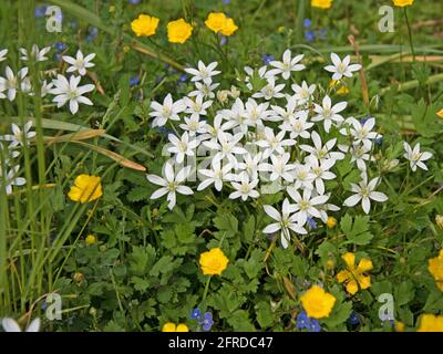 Blühende Milchsterne, ornithogalum, im Frühling Stockfoto