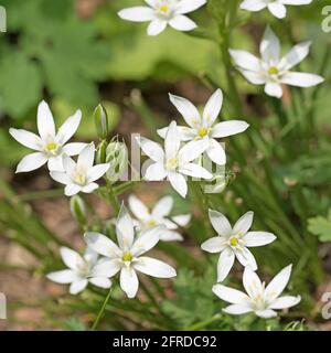 Blühende Milchsterne, ornithogalum, im Frühling Stockfoto