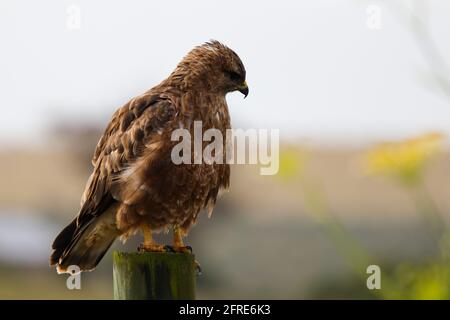 Steppenbussard auf EINEM Holzpfosten (Buteo buteo) Stockfoto