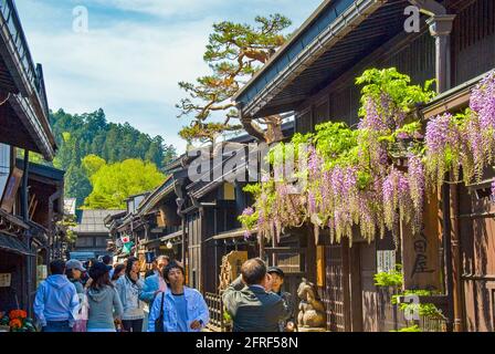 Glyzinien im Bezirk Sanmachi, Takayama Stockfoto