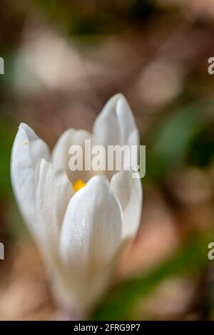 Weiße Krokuspflanze im Wald, Makro Stockfoto