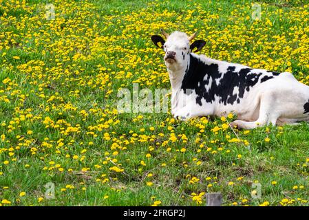 Schwarze und weiße Kuh, die auf grünem Gras liegt.das Gras mit gelben Blüten, der Dandelion.Sonniger sammertag. Stockfoto