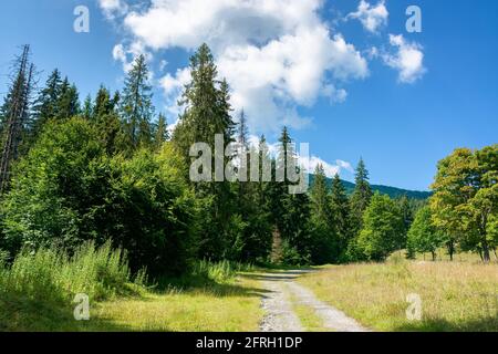 Alte Landstraße durch Wald. Gras am Weg. Sonnige Sommerlandschaft in bergiger Landschaft Stockfoto