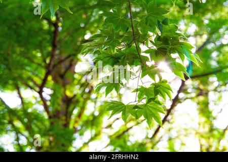 Grünes Blatt Hintergrund Stockfoto