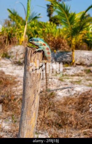 Calotes mystaceus, die indochinesische Waldeidechse oder Blaukammeidechse, ist eine Agamideneidechse, die in China, Südasien und Südostasien gefunden wird. Photograp Stockfoto