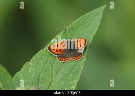 Ein kleiner Kupferfalter, Lycaena phlaeas, thront auf einem Blatt der Comfrey Plant. Stockfoto
