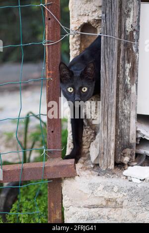 Schwarze Katze mit gelben Augen Stockfoto