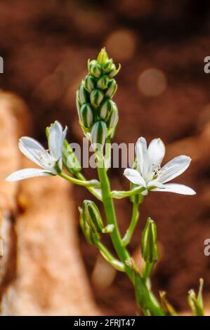 Ornithogalum narbonense, die gebräuchlichen Namen Narbonne-Stern-von-Bethlehem, pyramidenförmiger Stern-von-Bethlehem und südlicher Stern-von-Bethlehem, ist eine krautige Perennie Stockfoto