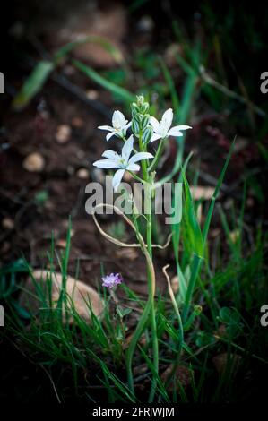 Ornithogalum narbonense, die gebräuchlichen Namen Narbonne-Stern-von-Bethlehem, pyramidenförmiger Stern-von-Bethlehem und südlicher Stern-von-Bethlehem, ist eine krautige Perennie Stockfoto