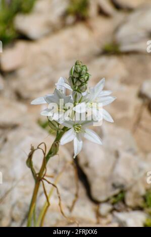 Ornithogalum narbonense, die gebräuchlichen Namen Narbonne-Stern-von-Bethlehem, pyramidenförmiger Stern-von-Bethlehem und südlicher Stern-von-Bethlehem, ist eine krautige Perennie Stockfoto