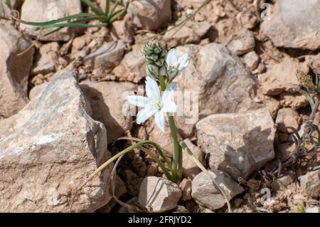 Ornithogalum narbonense, die gebräuchlichen Namen Narbonne-Stern-von-Bethlehem, pyramidenförmiger Stern-von-Bethlehem und südlicher Stern-von-Bethlehem, ist eine krautige Perennie Stockfoto