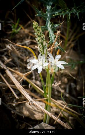 Ornithogalum narbonense, die gebräuchlichen Namen Narbonne-Stern-von-Bethlehem, pyramidenförmiger Stern-von-Bethlehem und südlicher Stern-von-Bethlehem, ist eine krautige Perennie Stockfoto