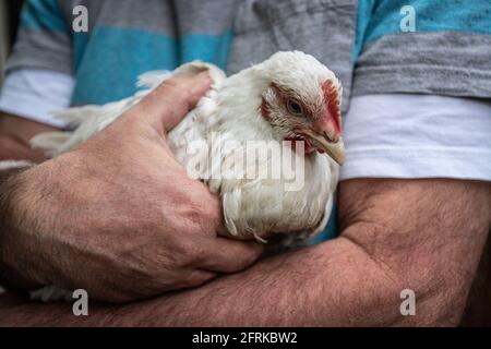 Huhn in meinem Arm Stockfoto