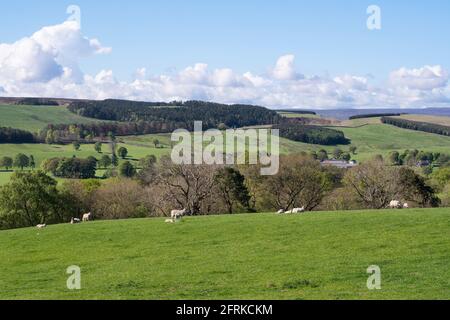Schafe und Lämmer weiden in der Nähe von Haltwhistle, in Northumberland, England, Großbritannien Stockfoto