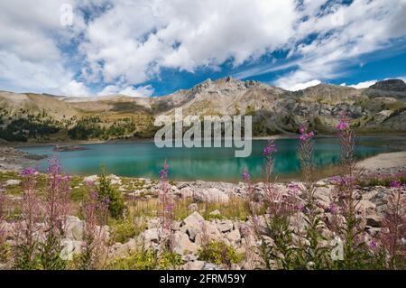 Sommer Blumen von Allos See, dem größten natürlichen See in Europa, Alpes-de-Haute-Provence (04), Nationalpark Mercantour, Frankreich. Stockfoto