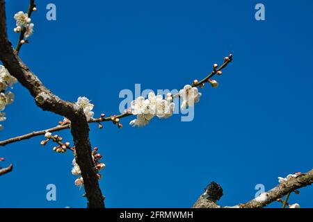 Weiße Pflaumen blühen in voller Blüte und locken Bienen für Nektar, blauen Himmel.der einzigartige Winterwald im Dongshi Forest trägt zur Bergkulisse bei. Stockfoto