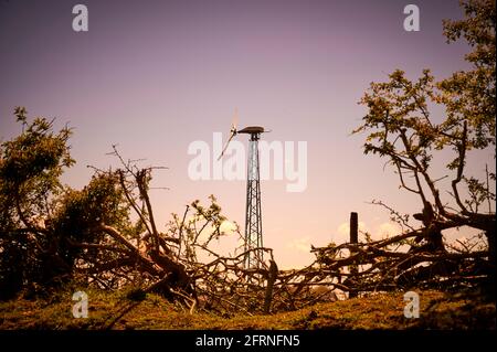 Windturbine auf dem Feld des landwirtschaftlichen Betriebs durch die Lücke in der Hecke gesehen Stockfoto