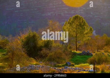 Israel, Sataf - antike landwirtschaftliche Stätte und Gärten auf judäischen Hügeln in der Nähe von Jerusalem in der Abenddämmerung war Sataf ein arabisches Dorf im Bezirk Jerusalem de Stockfoto