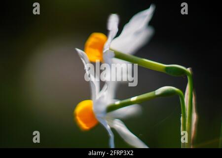 Gemeinsamen Narzisse (Narcissus Tazetta) fotografiert in Israel, im Dezember Stockfoto