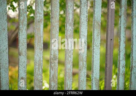 Alter Zaun mit blauer schäbiger Farbe im Frühlingsgarten. Stockfoto