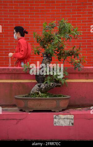 Bonsai gegen eine rote Backsteinmauer im zehntausend Buddhas Kloster im Sha Tin Gebiet, Hongkong Stockfoto