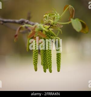 Blühender Nussbaum mit hängenden Ohrringen. Stockfoto