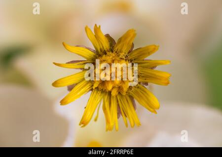 gelbe Blume Makro Stockfoto