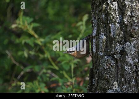 Eurasian Nuthatch sitzt auf einem Birkenstamm. Stockfoto