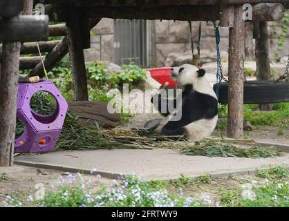 (210521) -- PEKING, 21. Mai 2021 (Xinhua) -- der riesige Panda Meng Meng isst im riesigen Panda-Pavillon des Pekinger Zoos in Peking, der Hauptstadt Chinas, am 21. April 2021. MA Tao, 51 Jahre alt, Züchter des riesigen Panda-Pavillons des Pekinger Zoos, ist seit 32 Jahren ein Zubringer von riesigen Pandas. Jeden Tag, vor der Arbeit, beobachtet Ma den Zustand der riesigen Pandas und passt das Speiserezept für sie an. In den letzten Jahren hat Ma etwa 20 riesige Pandas gespeist, mit denen er auch tiefe Emotionen entwickelte. Heute kann er den Gesundheitszustand des Tieres schnell mit Methoden beurteilen, die er erforscht und abgeschlossen hat. Er auch t Stockfoto