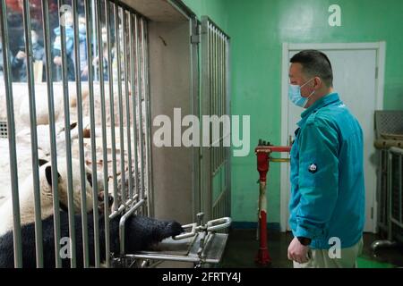 (210521) -- PEKING, 21. Mai 2021 (Xinhua) -- Ma Tao beobachtet den riesigen Panda Meng Er im riesigen Panda-Pavillon des Pekinger Zoos in Peking, der Hauptstadt Chinas, am 21. April 2021. MA Tao, 51 Jahre alt, Züchter des riesigen Panda-Pavillons des Pekinger Zoos, ist seit 32 Jahren ein Zubringer von riesigen Pandas. Jeden Tag, vor der Arbeit, beobachtet Ma den Zustand der riesigen Pandas und passt das Speiserezept für sie an. In den letzten Jahren hat Ma etwa 20 riesige Pandas gespeist, mit denen er auch tiefe Emotionen entwickelte. Heute kann er den Gesundheitszustand des Tieres schnell mit Methoden beurteilen, die er erforscht und abgeschlossen hat. Stockfoto