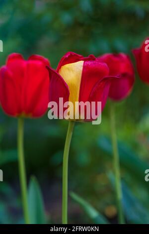 Leuchtend rote Tulpen blühen im Garten Stockfoto