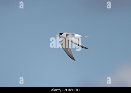 Little Tern im Flug, Khsil Beach, Dorset, Großbritannien Stockfoto