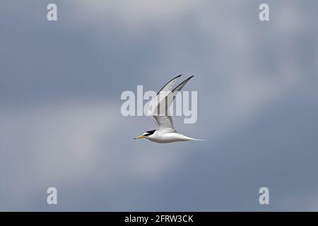 Little Tern im Flug, Khsil Beach, Dorset, Großbritannien Stockfoto