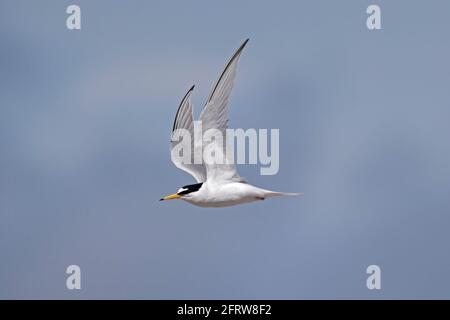 Little Tern im Flug, Khsil Beach, Dorset, Großbritannien Stockfoto