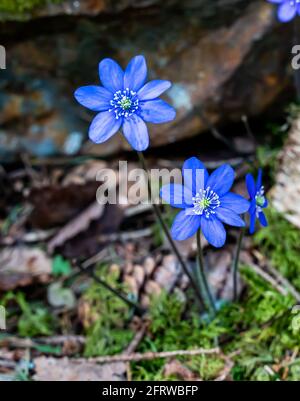 Blaue Kidneywürzeanemone blüht im üppigen Frühlingswald. Stockfoto