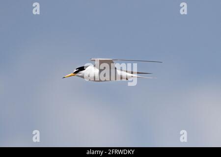 Little Tern im Flug, Khsil Beach, Dorset, Großbritannien Stockfoto