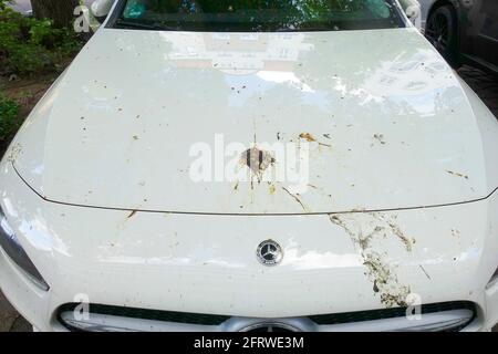 Vogelkot im Auto, Berlin Stockfoto