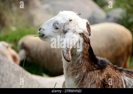 Die weißen braunen Ziegenkinder mit Schafen, die Gras im Wald fressen. Stockfoto