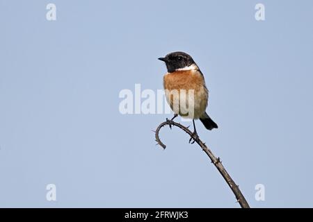 Männlicher gemeiner Stonechat in Cogden Beach Dorset, Großbritannien Stockfoto