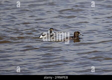Paar getuftete Enten im Lodmoor RSPB Reserve Dorset Stockfoto
