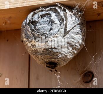 Hornet Wespen nisten auf dem inneren Rahmen einer Hauswand. Schädlingsbekämpfung. Stockfoto