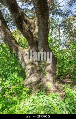 Detail des Stammes und der unteren Äste der reifen Steineiche, Quercus ilex, Sutton, Suffolk, England, VEREINIGTES KÖNIGREICH Stockfoto