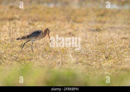 Männlicher Schwarzschwanz-Godwit, der auf Schilf steht. Auf der Suche nach Nahrung beim Gehen, grünes Gras im Vordergrund, goldene Farben Stockfoto